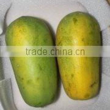 Organic Fresh Papaya From Thailand