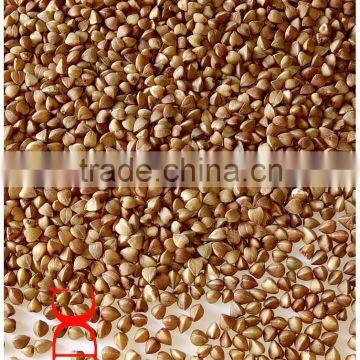 roasted buckwheat brown colour sweet seed