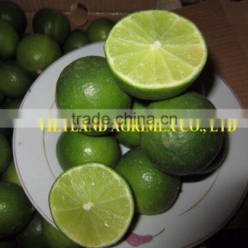 SEEDLESS LIME/ GREEN LEMON FOR HOT SALE