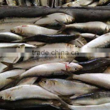 fish bait, bait feed sardine, bait quality sardine price, tuna bait