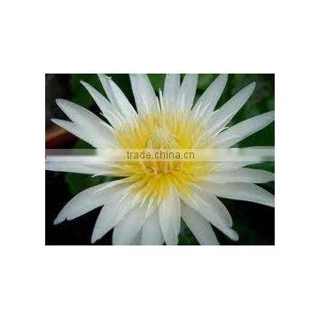 Essential White Lotus Absolute