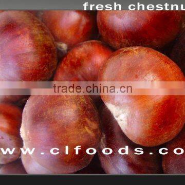 fresh chinese chestnut in shell