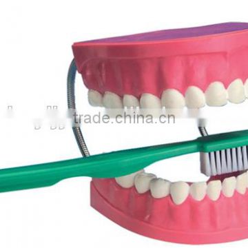 kids science experiment toy model twice bigger size dental care tooth with brush scientific teaching models