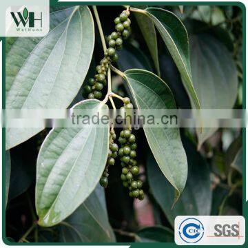 Vietnam Pure Natural Black Pepper 550gl 500gl for Extract photo-4