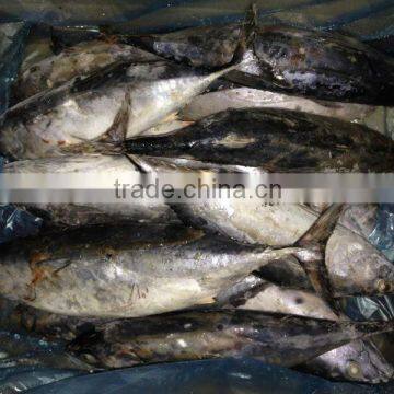 Frozen Bonito Fish for Bait photo-5