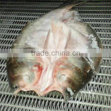 gutted scaled silver carp frozen fish