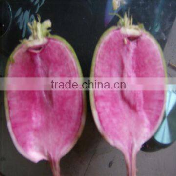 Fresh Radish to Canada photo-6