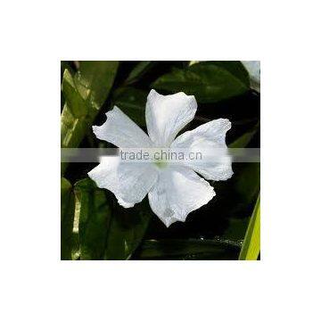 Thunbergia fragrans Sweet Clock-vine White Lady Thunbergia Mini Thunbergia Small White