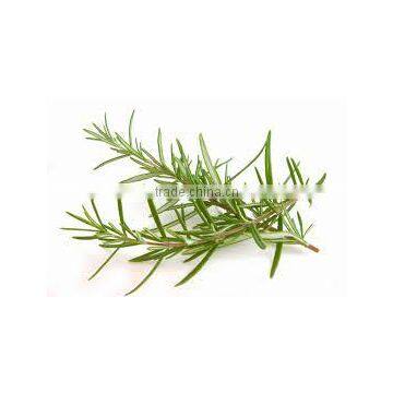 Rosemary Extract Liquid