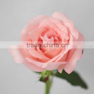 Hot Sale Fresh Cut Daiana Pink Rose Flowers photo-2
