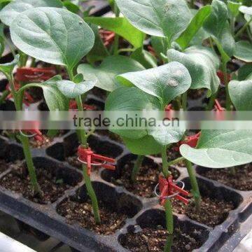 China Good Supplier Trade Assurance 353 Rice Seedling Tray photo-6