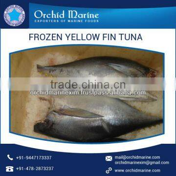 Yellowfin Tuna with Definite Flavor available from Top Manufacturer/Supplier