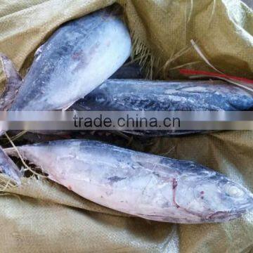 Tuna Saku Frozen Bonito Tuna