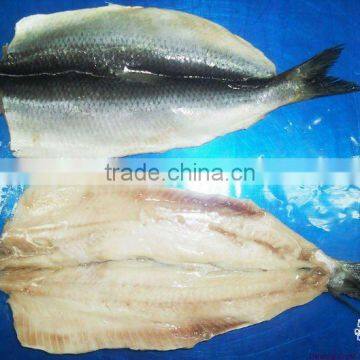 IQF atlantic herring fillet seafood