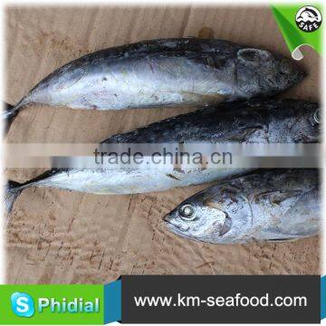 Carton or Woven Bag Packed Without Faure Marin China Manufacturer Bonito photo-4