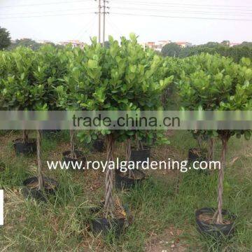 Ficus Panda Braided ( Twisted ) Nursery High 1.1m photo-2