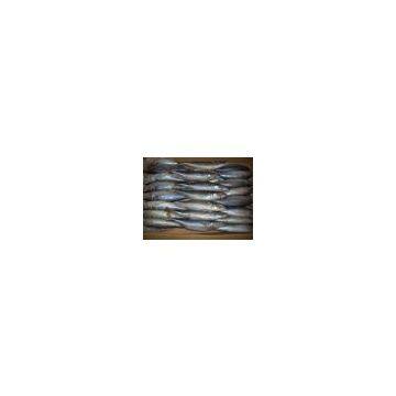 China (Mainland) Pacific Mackerel