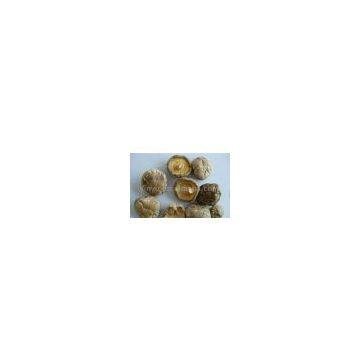 Sell Dried Shiitake Mushrooms