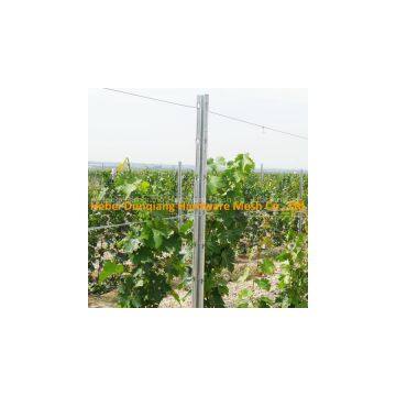 Zinc Coating Galvanized Metal Vineyard Grape Trellis Post