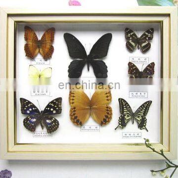 supply real butterfly frame in wooden frame