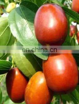 Turnkey Project Complete Set of Palm Dates Processing Line Date Syrup Production Line Factory Manufacture 500kg/hr photo-5