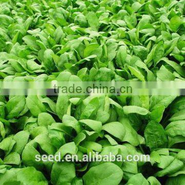 Chinese green spinach seeds SXS No.3