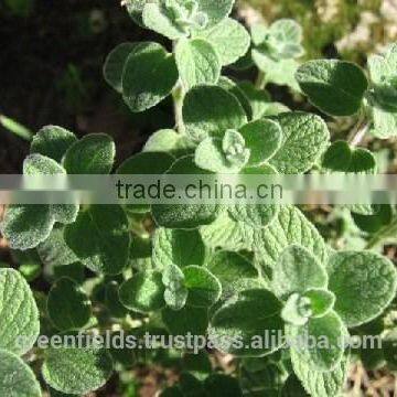 Pure Thyme Oil