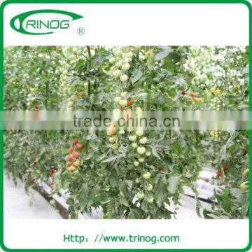 NFT Hydroponics Cultivation System for Herbs photo-2