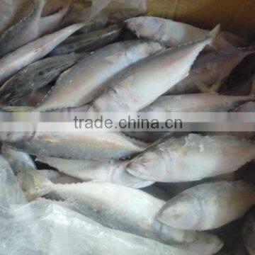 FROZEN INDIAN MACKEREL W/R - BEST QUALITY - FAIR PRICES