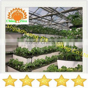 strawberry vertical cultivation growing plastic tray cheap price