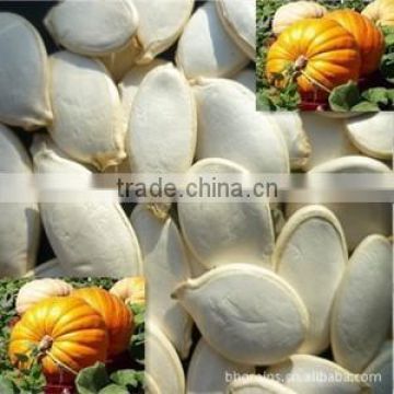 2015 best cheaper snow white pumpkin seed for sale