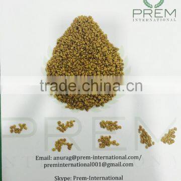 Indian Fenugreek Seed