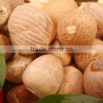 BETEL NUTS 80% GOOD CUT GOOD PRICE FOR BANGLADESH