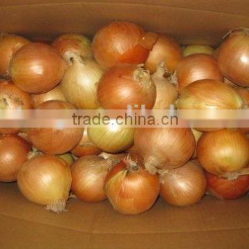 2015 crop fresh natuer onions for Korea market