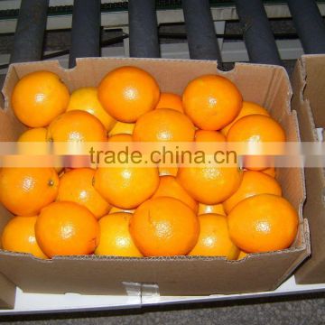 2014 new cop of Navel orange fresh fruit