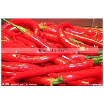 red chilli of 2012--first hand