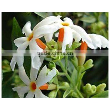 Night Jasmine Flower