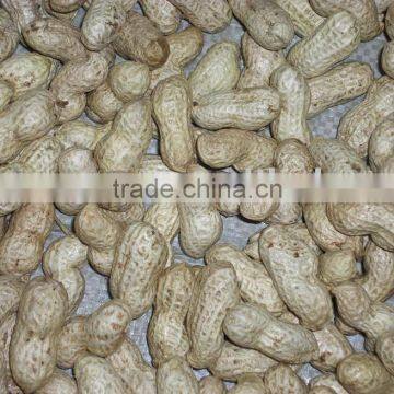 Groundnut in Shell (Large Size)