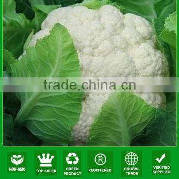 MCF09 Xuejian late maturity OP chinese cauliflower seeds, cauliflower seeds for sale