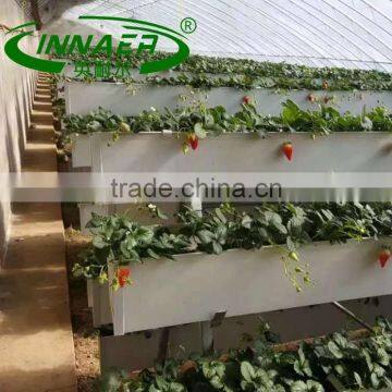 High quality kohlrabi planting groove for Vegetable