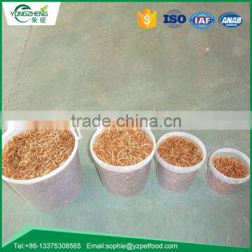 Dried Mealworm for Backyard Bird and Chicken photo-4