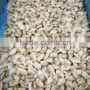 COOKED BABY CLAM MEAT photo-2