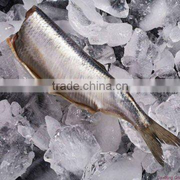 seafood IQF frozen herring fillet