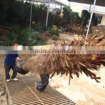 trachycarpus fortunei nursery