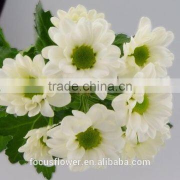 2017 New Arrival Flowers Small Chrysanthemum White for Sale