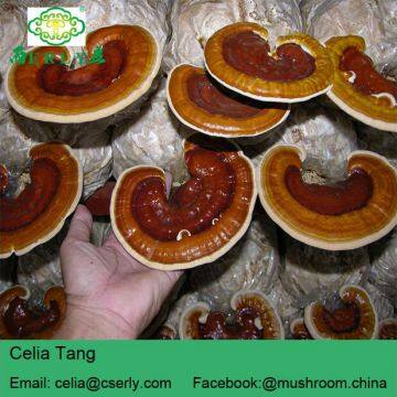 Reishi Mushroom photo-4