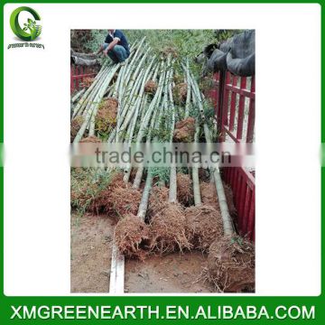 PHYLLOSTACHYS PUBESCENS diameter 4-5cm