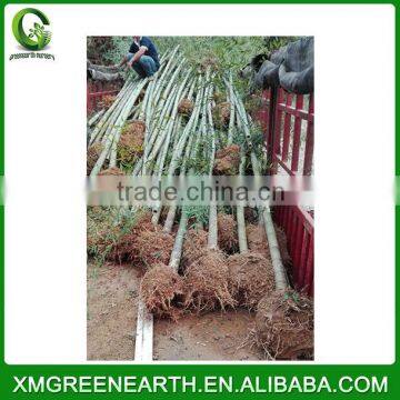 PHYLLOSTACHYS PUBESCENS Diameter 4-5cm