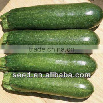 Dark squash No.1 chnese black anti-virus zucchini seeds