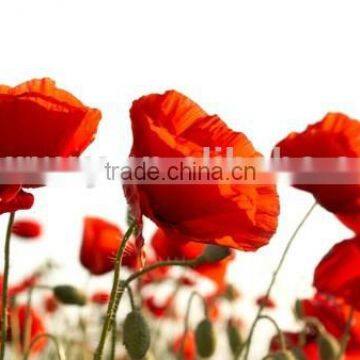 Corn poppy,Papaver, flower seeds , herb seed,vegetalbe seed,fruit seed,grass seed